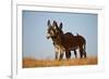 Two Young Wild Burro (Donkey) (Equus Asinus) (Equus Africanus Asinus) Playing-James Hager-Framed Photographic Print