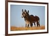 Two Young Wild Burro (Donkey) (Equus Asinus) (Equus Africanus Asinus) Playing-James Hager-Framed Photographic Print