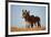 Two Young Wild Burro (Donkey) (Equus Asinus) (Equus Africanus Asinus) Playing-James Hager-Framed Photographic Print