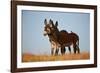 Two Young Wild Burro (Donkey) (Equus Asinus) (Equus Africanus Asinus) Playing-James Hager-Framed Photographic Print