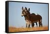 Two Young Wild Burro (Donkey) (Equus Asinus) (Equus Africanus Asinus) Playing-James Hager-Framed Stretched Canvas