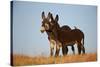 Two Young Wild Burro (Donkey) (Equus Asinus) (Equus Africanus Asinus) Playing-James Hager-Stretched Canvas