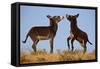 Two Young Wild Burro (Donkey) (Equus Asinus) (Equus Africanus Asinus) Playing-James Hager-Framed Stretched Canvas