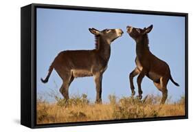 Two Young Wild Burro (Donkey) (Equus Asinus) (Equus Africanus Asinus) Playing-James Hager-Framed Stretched Canvas