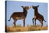 Two Young Wild Burro (Donkey) (Equus Asinus) (Equus Africanus Asinus) Playing-James Hager-Stretched Canvas