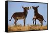 Two Young Wild Burro (Donkey) (Equus Asinus) (Equus Africanus Asinus) Playing-James Hager-Framed Stretched Canvas
