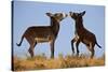 Two Young Wild Burro (Donkey) (Equus Asinus) (Equus Africanus Asinus) Playing-James Hager-Stretched Canvas
