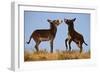 Two Young Wild Burro (Donkey) (Equus Asinus) (Equus Africanus Asinus) Playing-James Hager-Framed Photographic Print