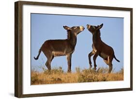 Two Young Wild Burro (Donkey) (Equus Asinus) (Equus Africanus Asinus) Playing-James Hager-Framed Photographic Print