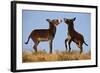 Two Young Wild Burro (Donkey) (Equus Asinus) (Equus Africanus Asinus) Playing-James Hager-Framed Photographic Print