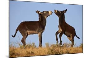 Two Young Wild Burro (Donkey) (Equus Asinus) (Equus Africanus Asinus) Playing-James Hager-Mounted Photographic Print