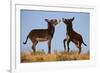 Two Young Wild Burro (Donkey) (Equus Asinus) (Equus Africanus Asinus) Playing-James Hager-Framed Photographic Print