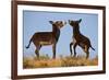 Two Young Wild Burro (Donkey) (Equus Asinus) (Equus Africanus Asinus) Playing-James Hager-Framed Photographic Print