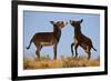 Two Young Wild Burro (Donkey) (Equus Asinus) (Equus Africanus Asinus) Playing-James Hager-Framed Photographic Print