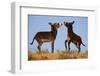 Two Young Wild Burro (Donkey) (Equus Asinus) (Equus Africanus Asinus) Playing-James Hager-Framed Photographic Print