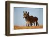 Two Young Wild Burro (Donkey) (Equus Asinus) (Equus Africanus Asinus) Playing-James Hager-Framed Photographic Print