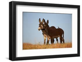 Two Young Wild Burro (Donkey) (Equus Asinus) (Equus Africanus Asinus) Playing-James Hager-Framed Photographic Print