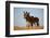 Two Young Wild Burro (Donkey) (Equus Asinus) (Equus Africanus Asinus) Playing-James Hager-Framed Photographic Print