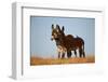 Two Young Wild Burro (Donkey) (Equus Asinus) (Equus Africanus Asinus) Playing-James Hager-Framed Photographic Print