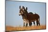 Two Young Wild Burro (Donkey) (Equus Asinus) (Equus Africanus Asinus) Playing-James Hager-Mounted Photographic Print