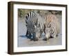 Two Zebras at the Watering Hole Full Bleed-Martin Fowkes-Framed Giclee Print