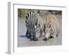 Two Zebras at the Watering Hole Full Bleed-Martin Fowkes-Framed Giclee Print