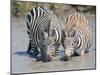 Two Zebras at the Watering Hole Full Bleed-Martin Fowkes-Mounted Giclee Print