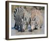 Two Zebras at the Watering Hole Full Bleed-Martin Fowkes-Framed Giclee Print