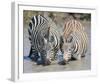 Two Zebras at the Watering Hole Full Bleed-Martin Fowkes-Framed Giclee Print