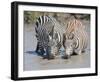 Two Zebras at the Watering Hole-Martin Fowkes-Framed Giclee Print