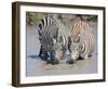 Two Zebras at the Watering Hole-Martin Fowkes-Framed Giclee Print