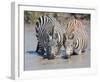 Two Zebras at the Watering Hole-Martin Fowkes-Framed Giclee Print