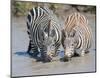 Two Zebras at the Watering Hole-Martin Fowkes-Mounted Giclee Print