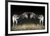 Two Zebras Mirrored-Sheila Haddad-Framed Photographic Print