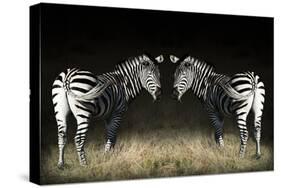 Two Zebras Mirrored-Sheila Haddad-Stretched Canvas