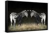 Two Zebras Mirrored-Sheila Haddad-Framed Stretched Canvas