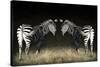 Two Zebras Mirrored-Sheila Haddad-Stretched Canvas