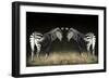 Two Zebras Mirrored-Sheila Haddad-Framed Photographic Print