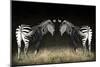 Two Zebras Mirrored-Sheila Haddad-Mounted Photographic Print