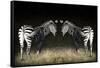 Two Zebras Mirrored-Sheila Haddad-Framed Stretched Canvas