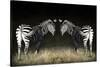 Two Zebras Mirrored-Sheila Haddad-Stretched Canvas