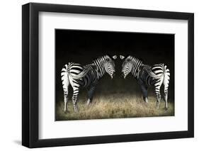 Two Zebras Mirrored-Sheila Haddad-Framed Photographic Print