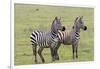 Two Zebras Stand Side by Side, Alert, Ngorongoro, Tanzania-James Heupel-Framed Premium Photographic Print