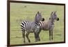 Two Zebras Stand Side by Side, Alert, Ngorongoro, Tanzania-James Heupel-Framed Premium Photographic Print