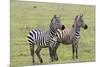 Two Zebras Stand Side by Side, Alert, Ngorongoro, Tanzania-James Heupel-Mounted Premium Photographic Print