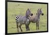 Two Zebras Stand Side by Side, Alert, Ngorongoro, Tanzania-James Heupel-Framed Premium Photographic Print