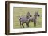 Two Zebras Stand Side by Side, Alert, Ngorongoro, Tanzania-James Heupel-Framed Photographic Print