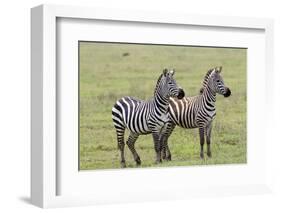 Two Zebras Stand Side by Side, Alert, Ngorongoro, Tanzania-James Heupel-Framed Photographic Print