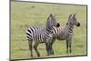 Two Zebras Stand Side by Side, Alert, Ngorongoro, Tanzania-James Heupel-Mounted Photographic Print