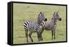 Two Zebras Stand Side by Side, Alert, Ngorongoro, Tanzania-James Heupel-Framed Stretched Canvas